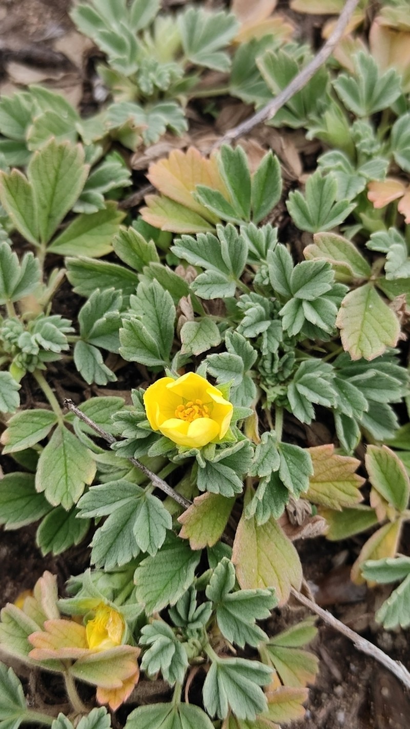 Potentilla acaulis photo 2