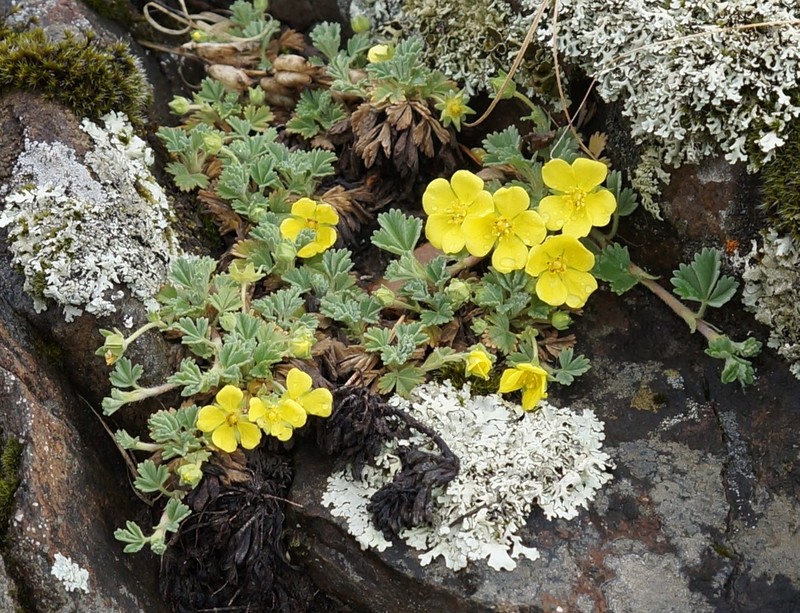 Potentilla acaulis photo 3