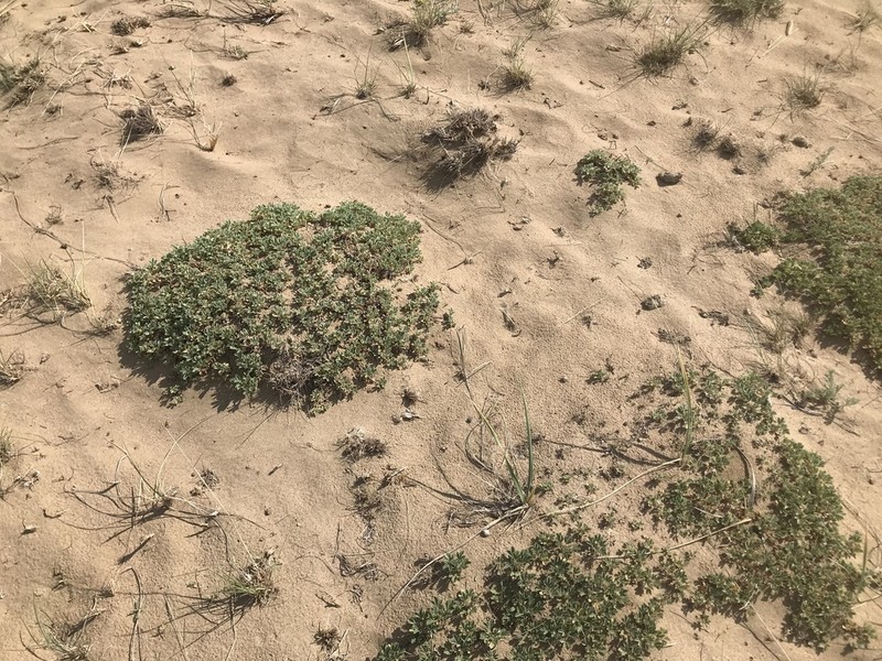 Potentilla acaulis photo 4