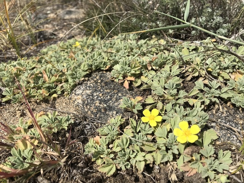 Potentilla acaulis photo 5