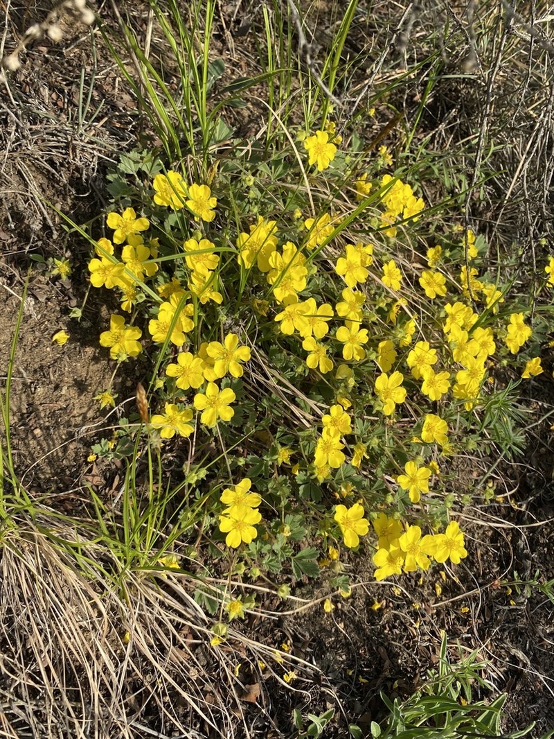 Potentilla acaulis photo 6