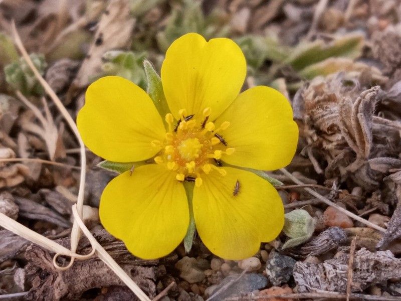 Potentilla acaulis photo 7