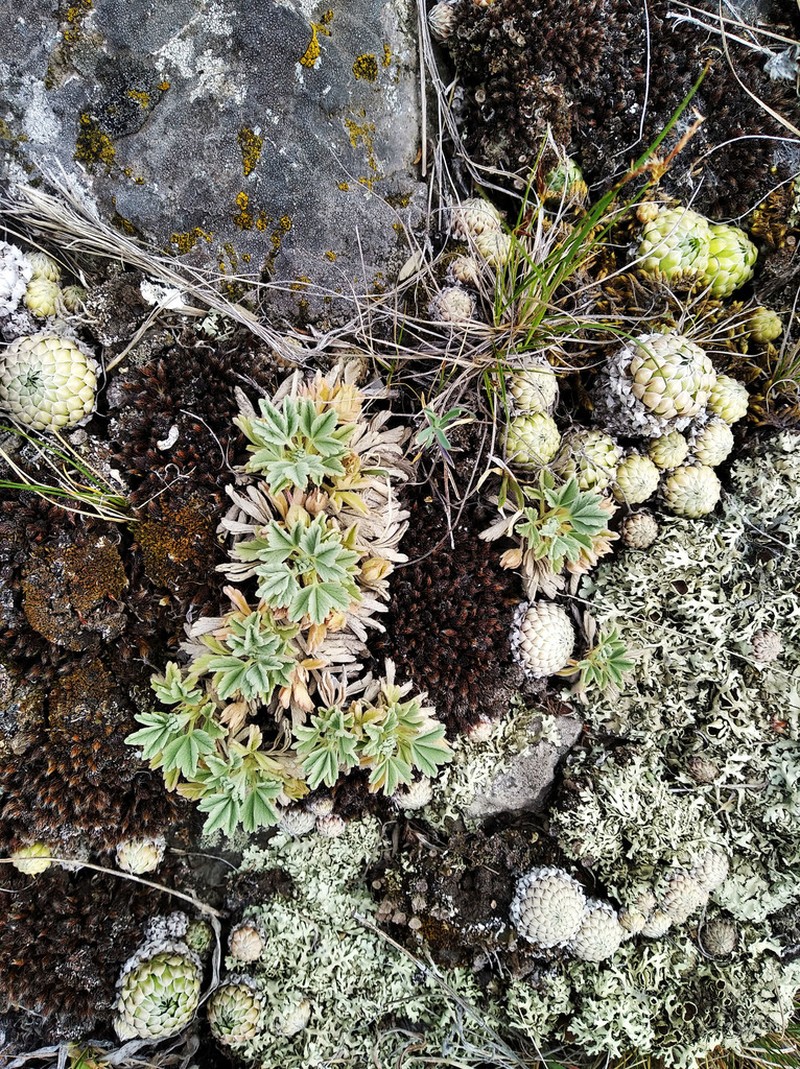 Potentilla acaulis photo 8