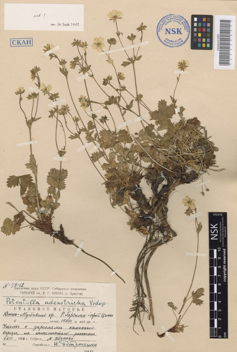 Potentilla adenotricha