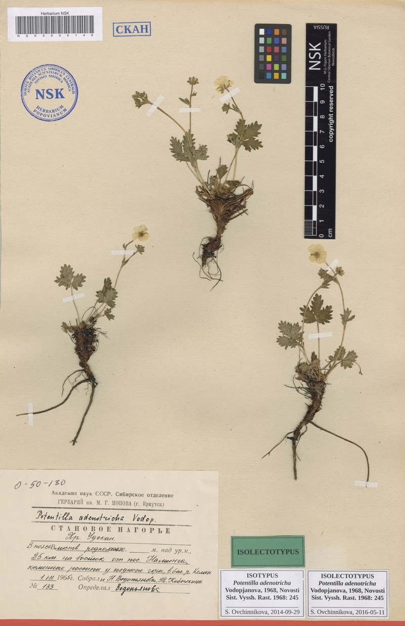 Potentilla adenotricha photo 2