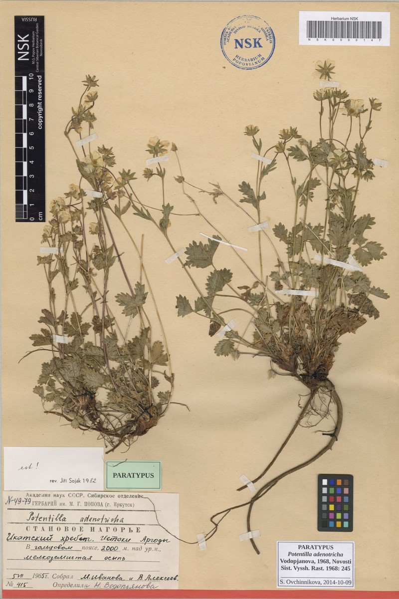 Potentilla adenotricha photo 3