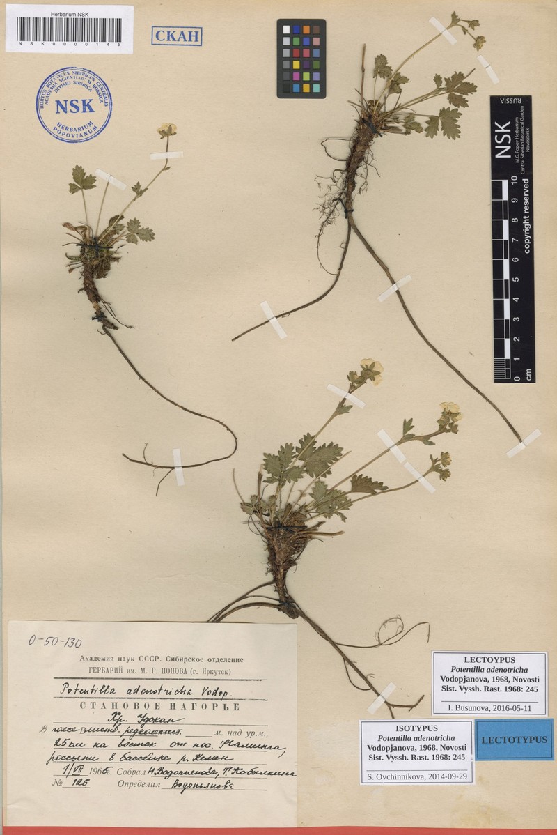 Potentilla adenotricha photo 4