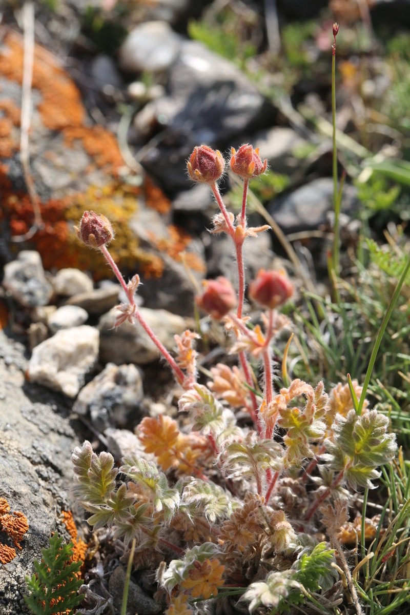 Potentilla agrimonioides