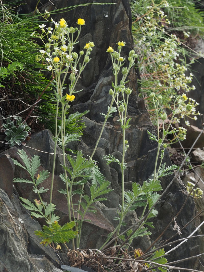 Potentilla agrimonioides photo 2