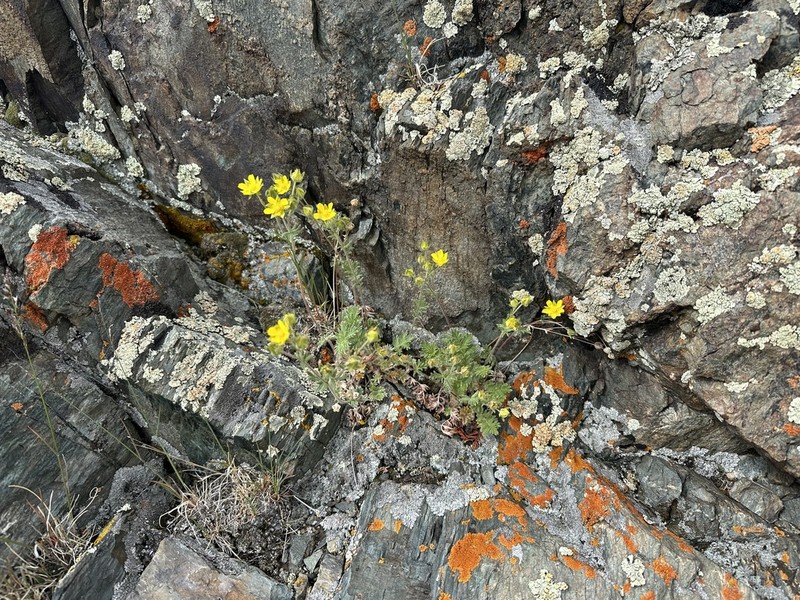 Potentilla agrimonioides photo 3