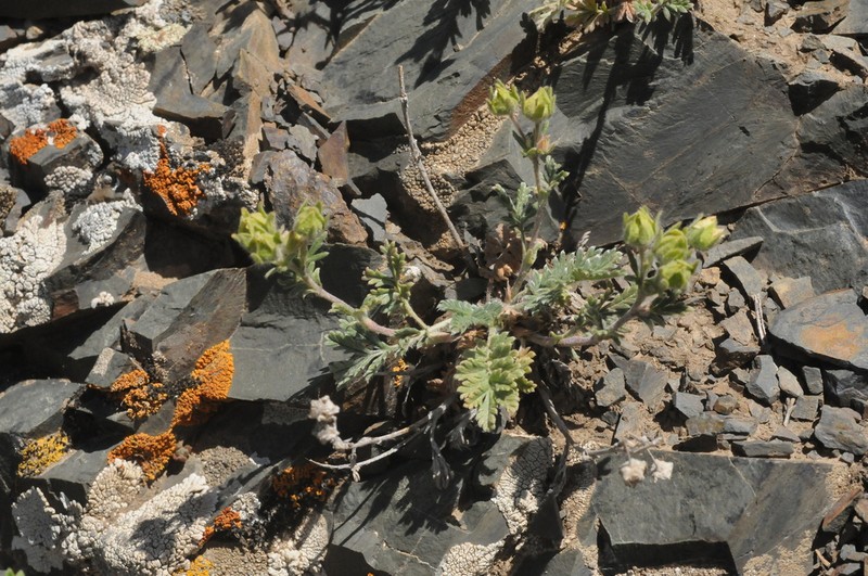 Potentilla agrimonioides photo 4