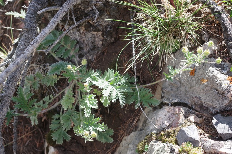 Potentilla agrimonioides photo 5