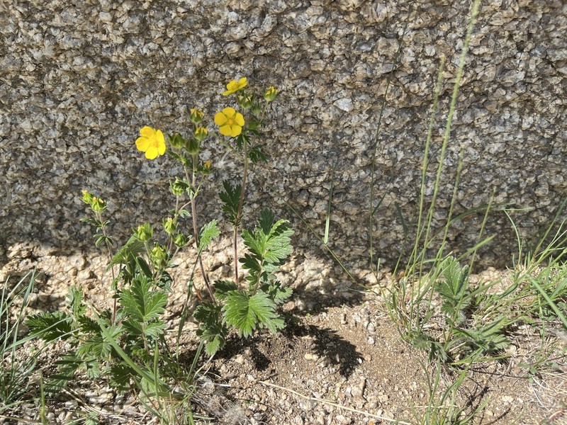Potentilla agrimonioides photo 6