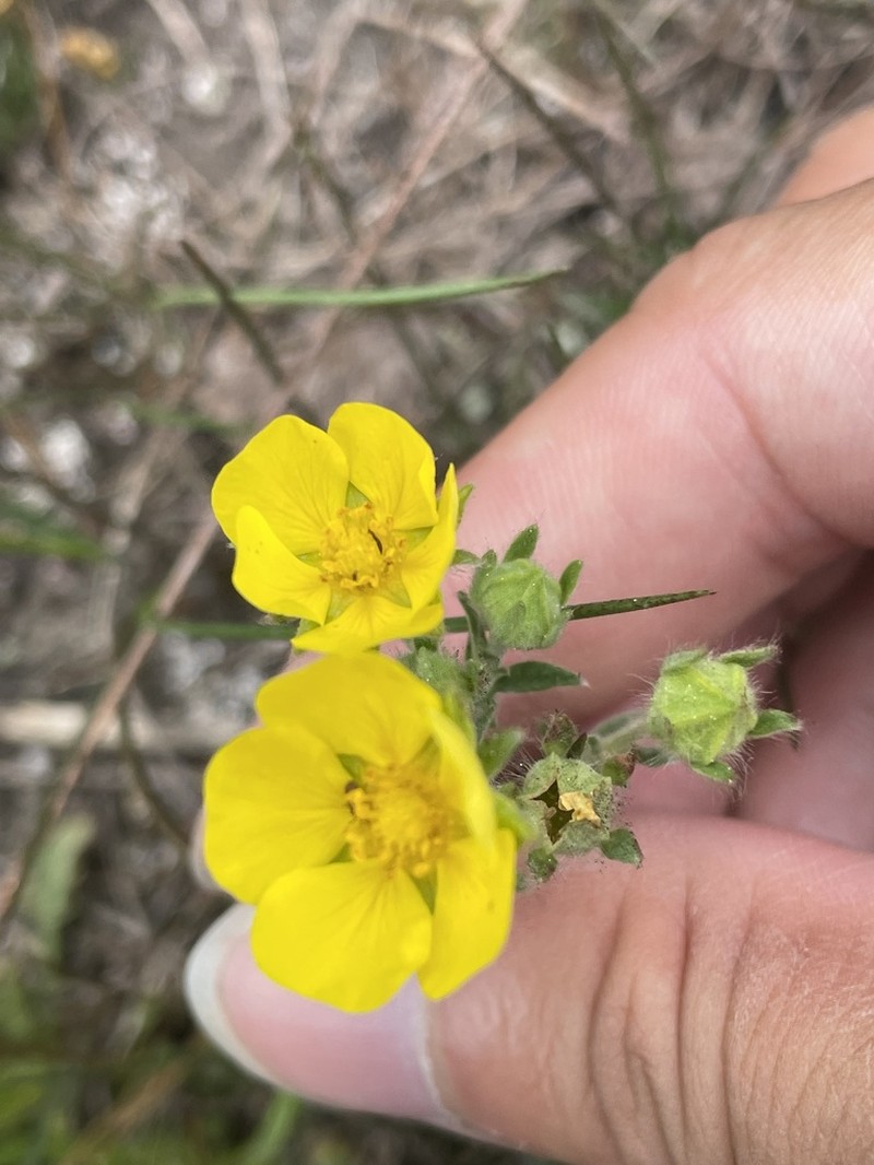Potentilla agrimonioides photo 7