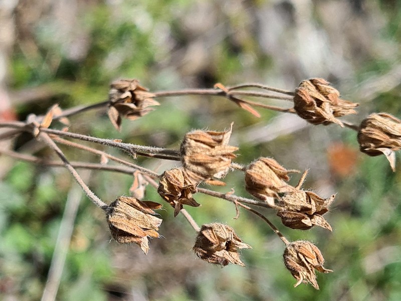 Potentilla agrimonioides photo 8