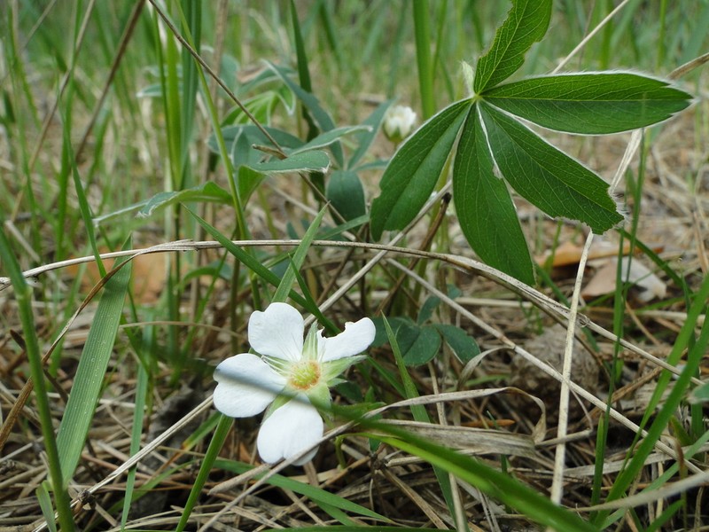 White Cinquefoil photo 2