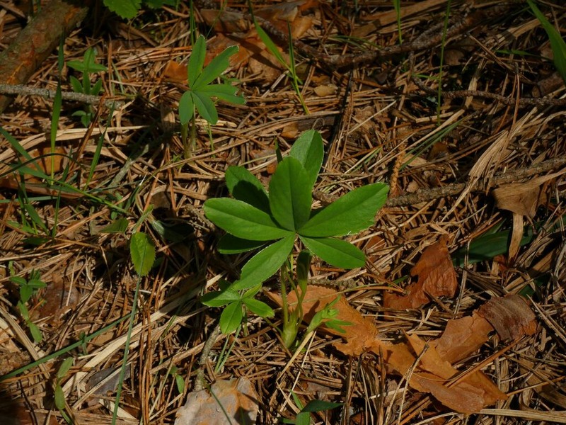 White Cinquefoil photo 3