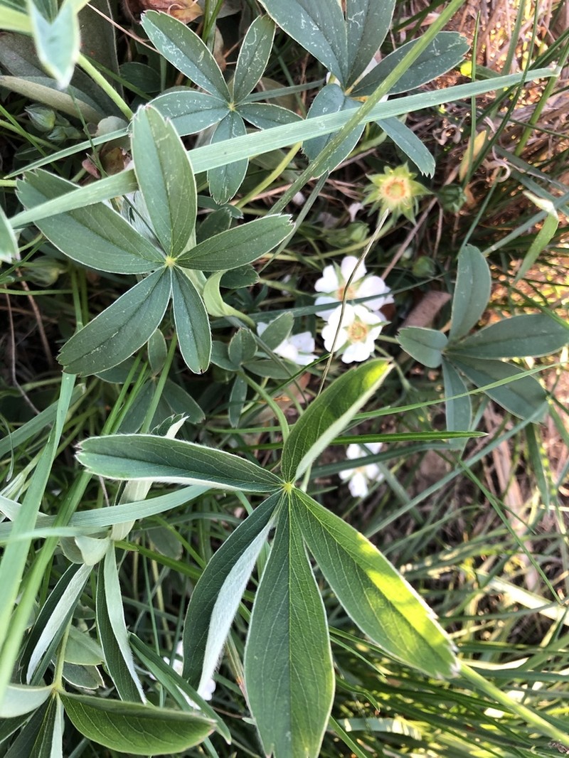 White Cinquefoil photo 4
