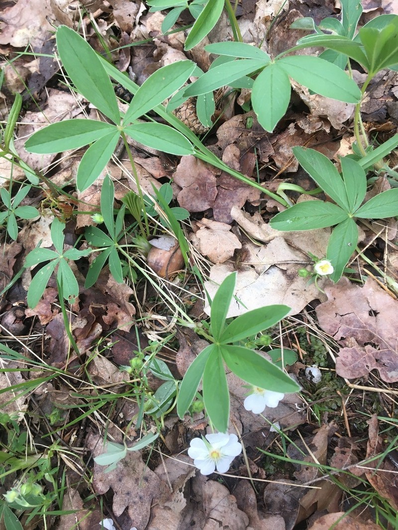 White Cinquefoil photo 5