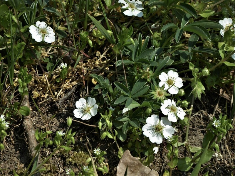White Cinquefoil photo 6