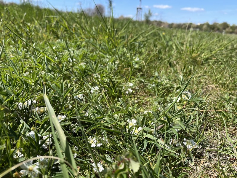White Cinquefoil photo 7