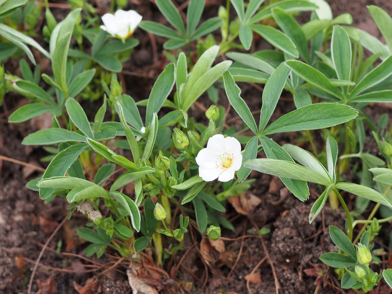 White Cinquefoil photo 5