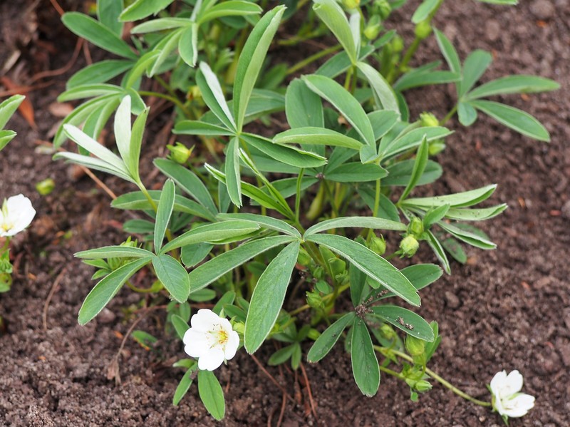 White Cinquefoil photo 6