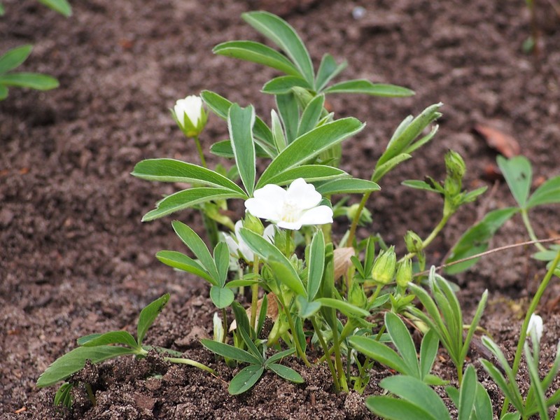 White Cinquefoil photo 7