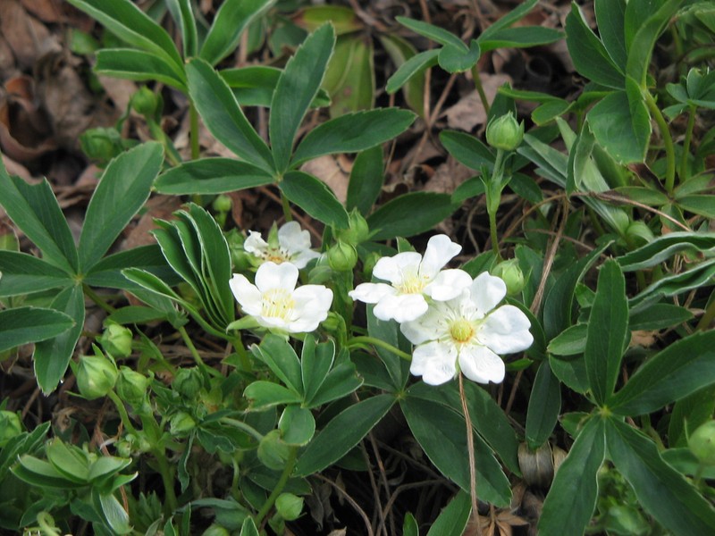 White Cinquefoil