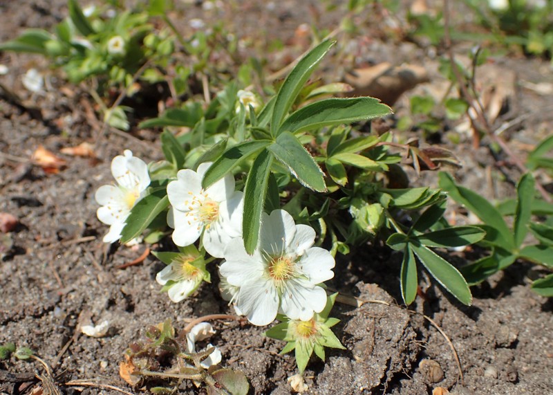 White Cinquefoil photo 2