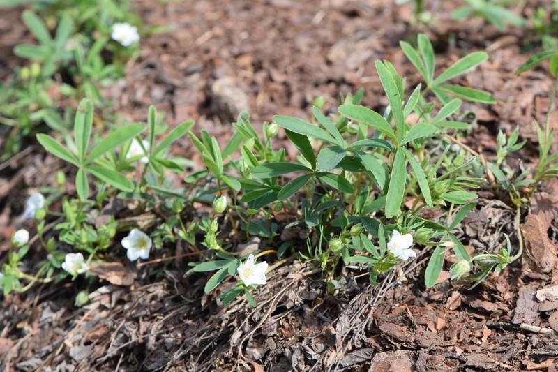 White Cinquefoil photo 3