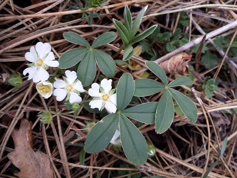 White Cinquefoil photo 4