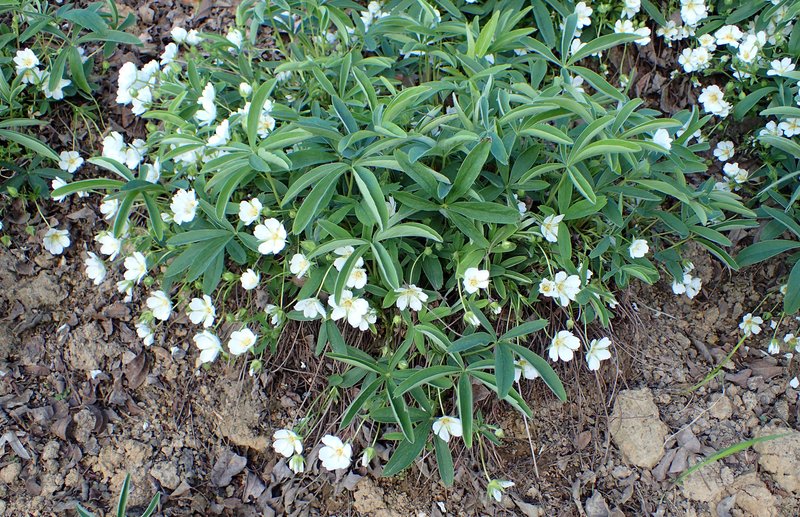 White Cinquefoil photo 8