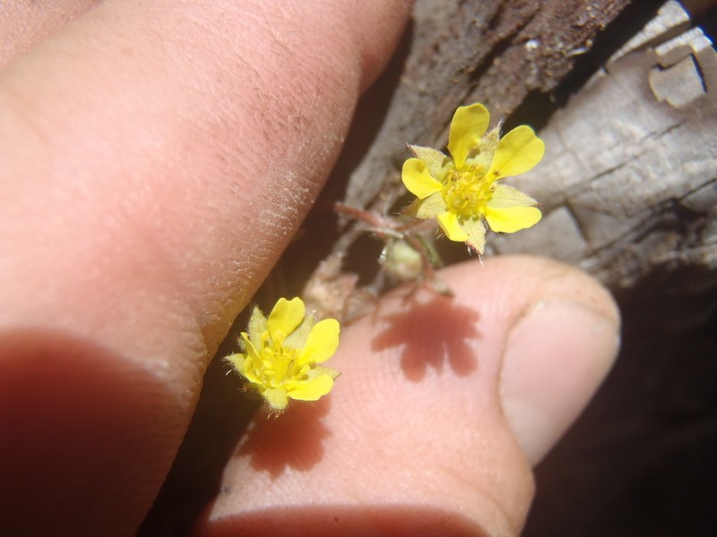 Whiteflower Cinquefoil