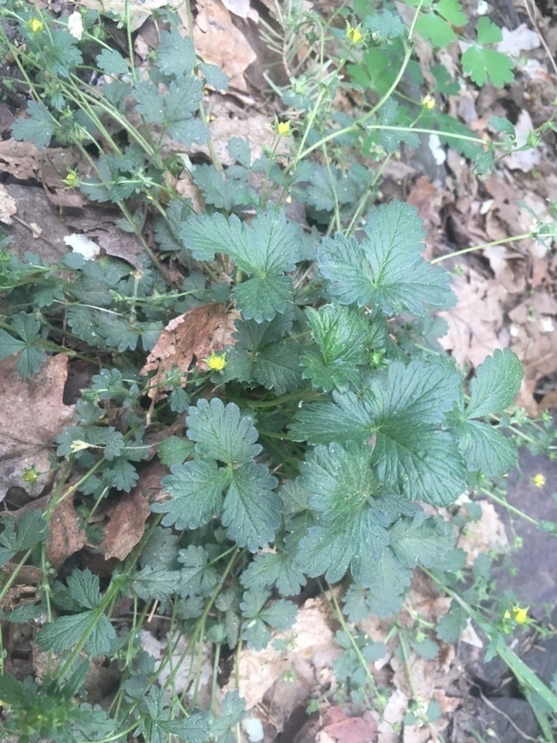 Whiteflower Cinquefoil photo 2