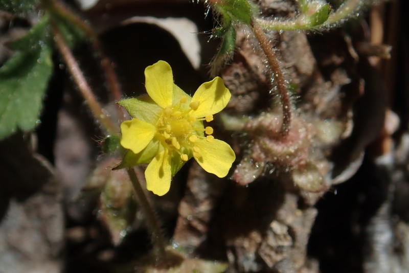 Whiteflower Cinquefoil photo 3