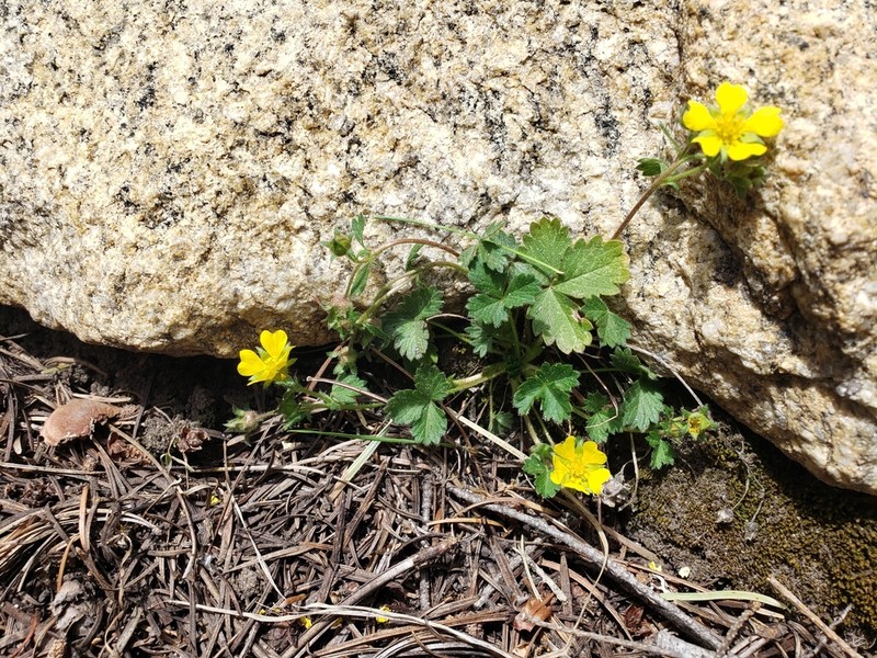 Whiteflower Cinquefoil photo 4