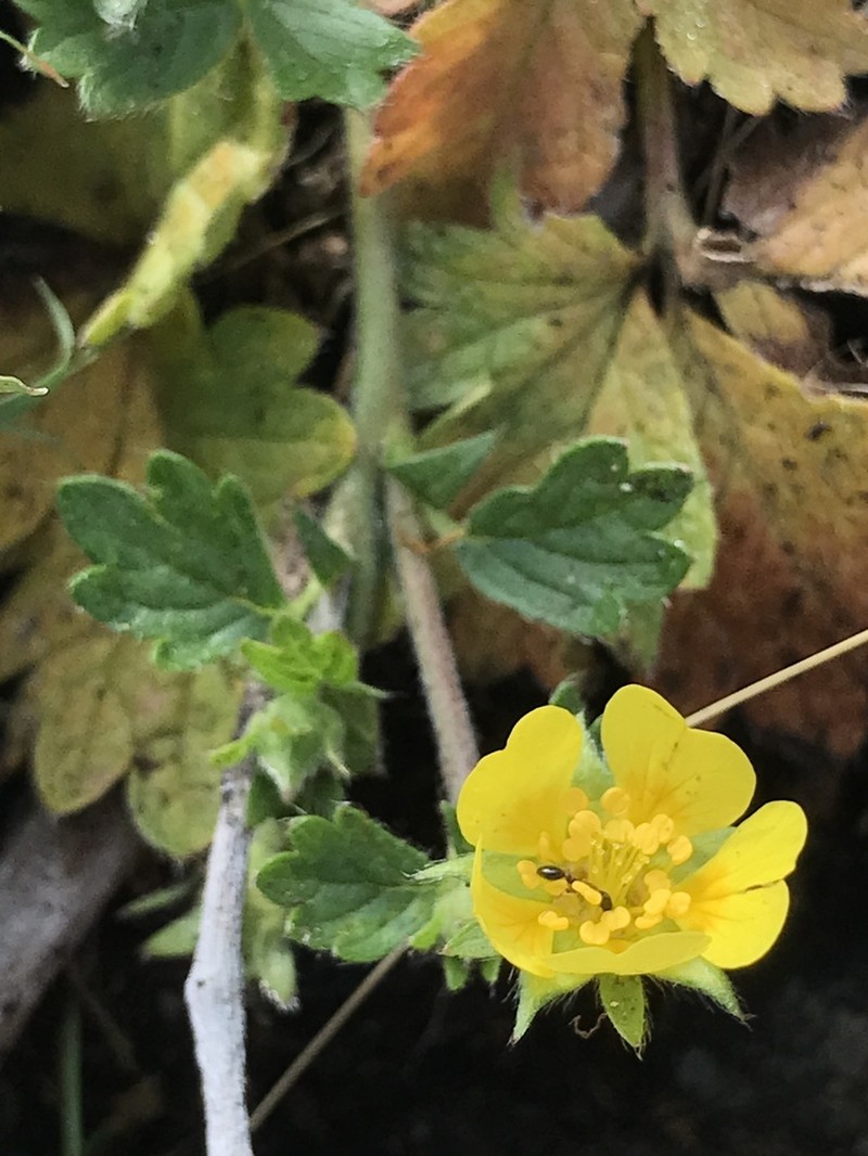 Whiteflower Cinquefoil photo 5