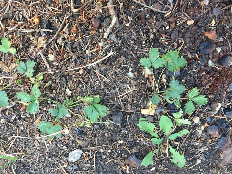 Whiteflower Cinquefoil photo 6