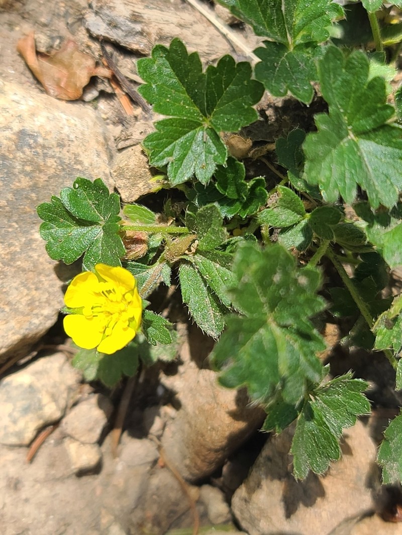 Whiteflower Cinquefoil photo 7