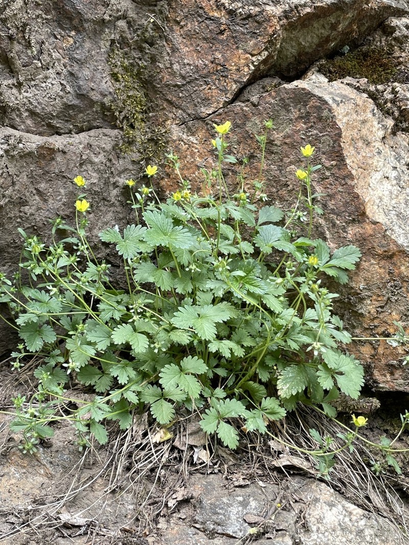 Whiteflower Cinquefoil photo 8