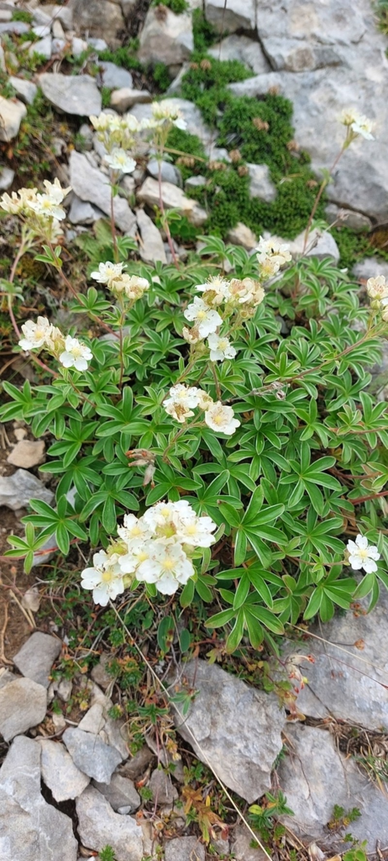 Potentilla alchimilloides