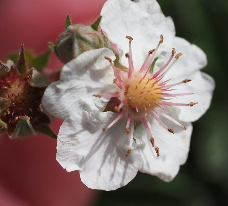 Potentilla alchimilloides photo 2