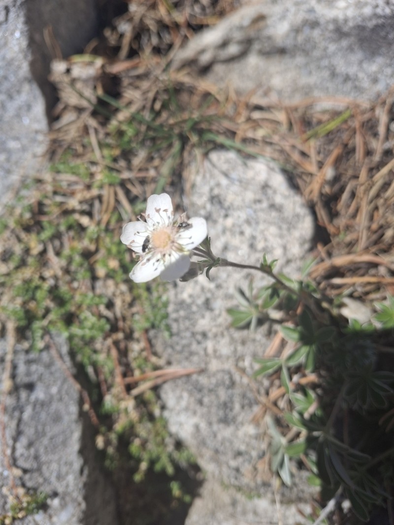 Potentilla alchimilloides photo 3