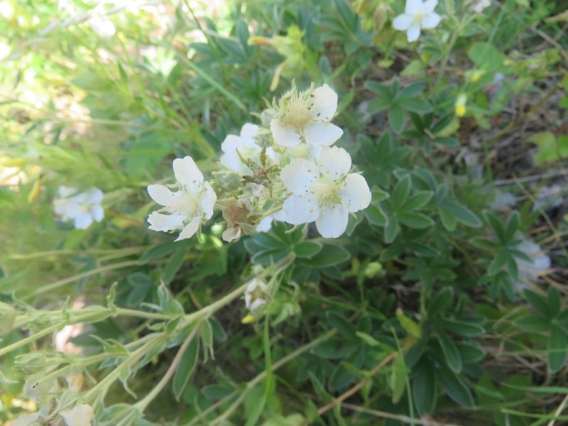 Potentilla alchimilloides photo 4