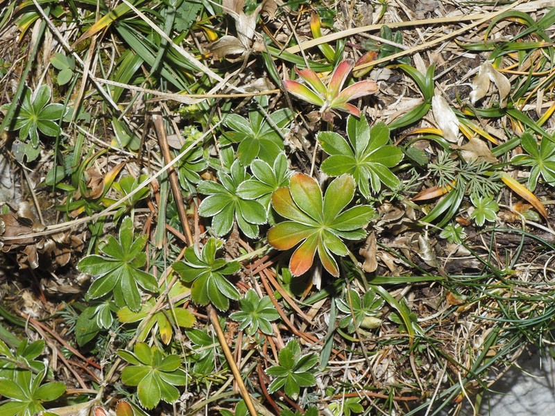 Potentilla alchimilloides photo 5
