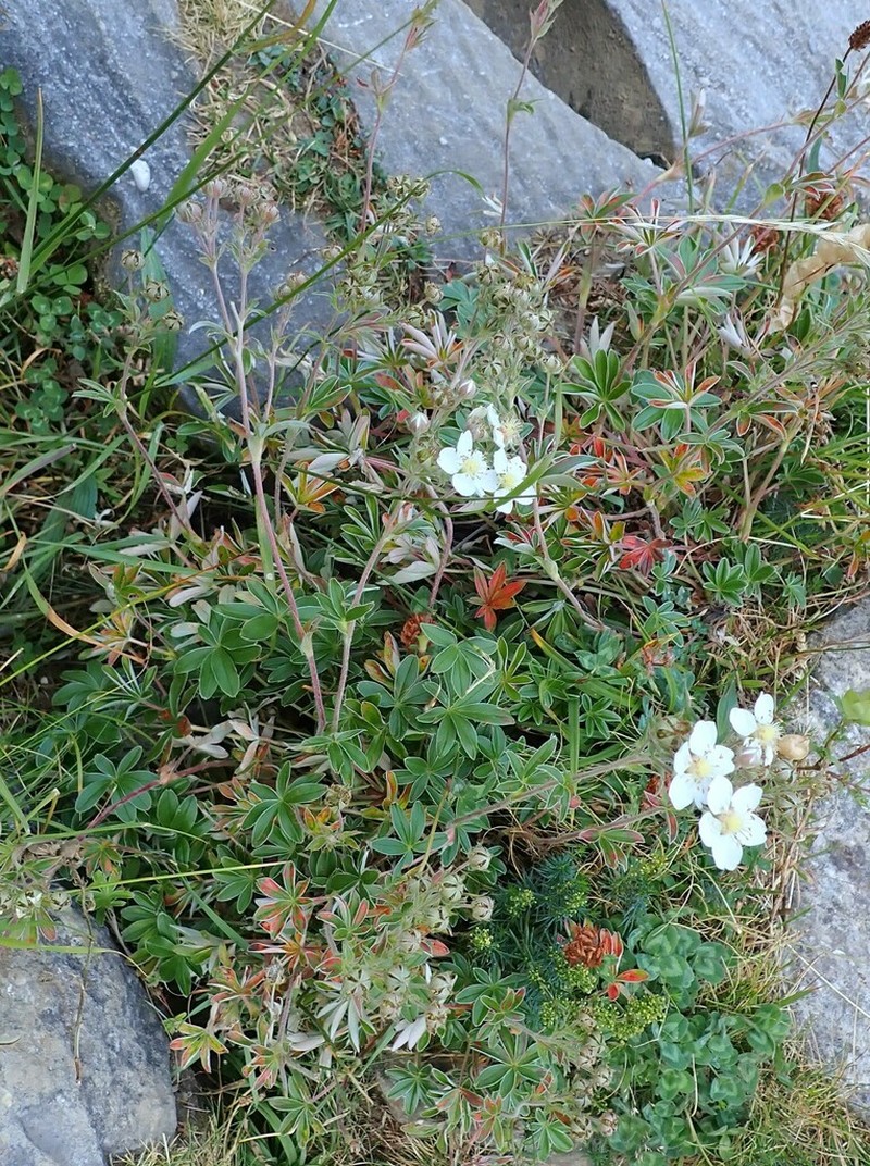 Potentilla alchimilloides photo 6