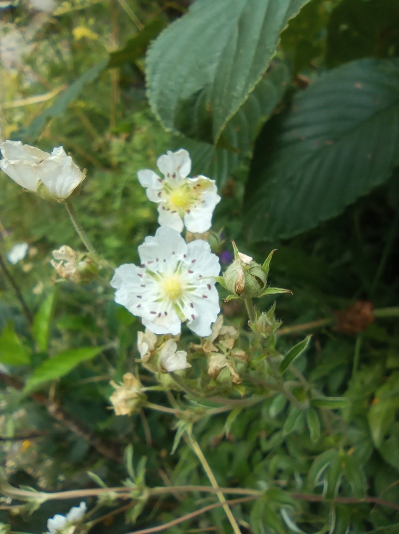 Potentilla alchimilloides photo 7
