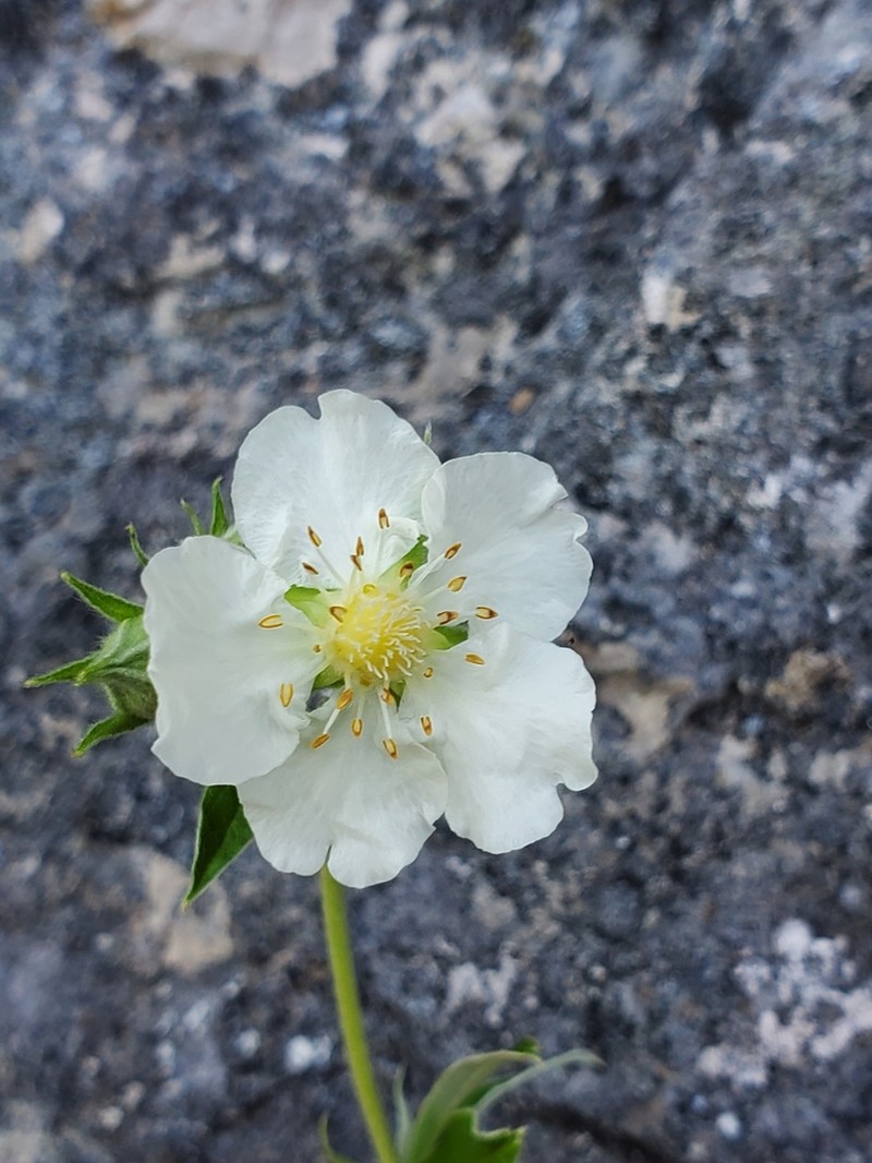 Potentilla alchimilloides photo 8
