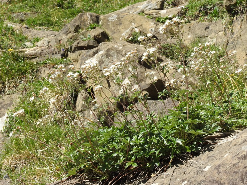 Potentilla alchimilloides subsp. alchimilloides